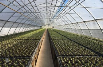 кейс теплицы